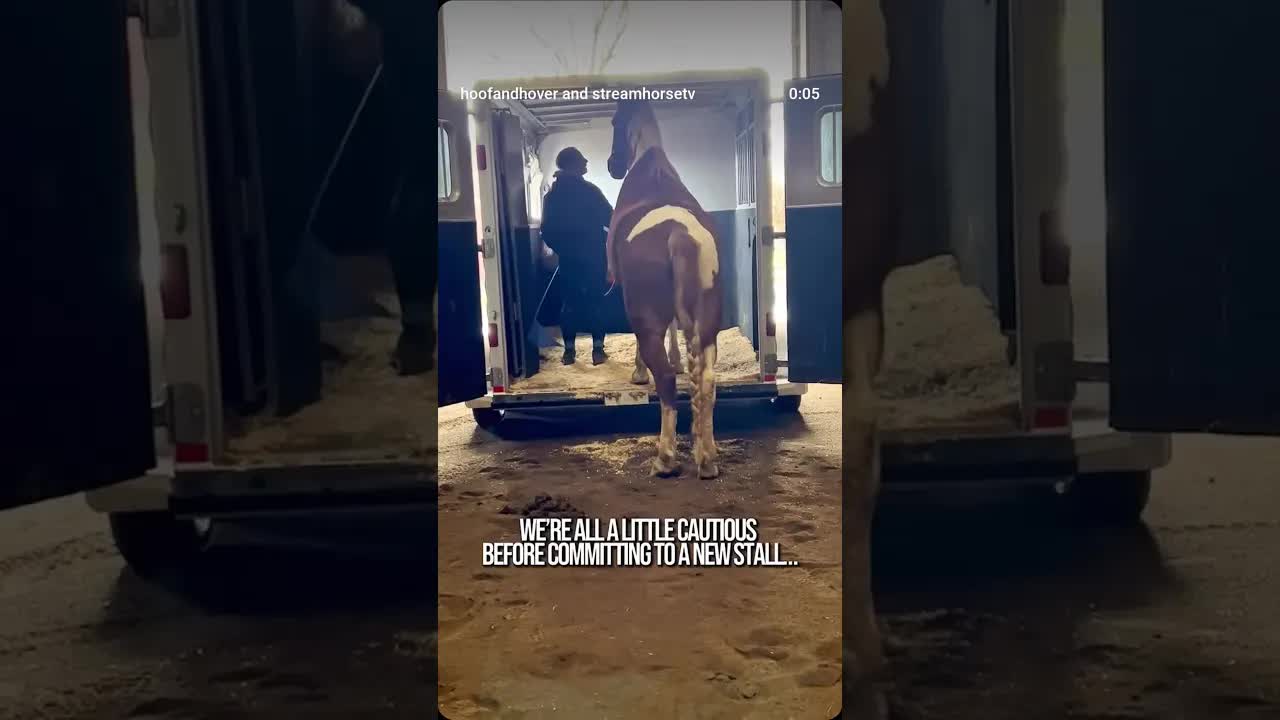 Just like Ruger, NY home buyers have every right to take a closer look before stepping in. 🏡🐴 farms