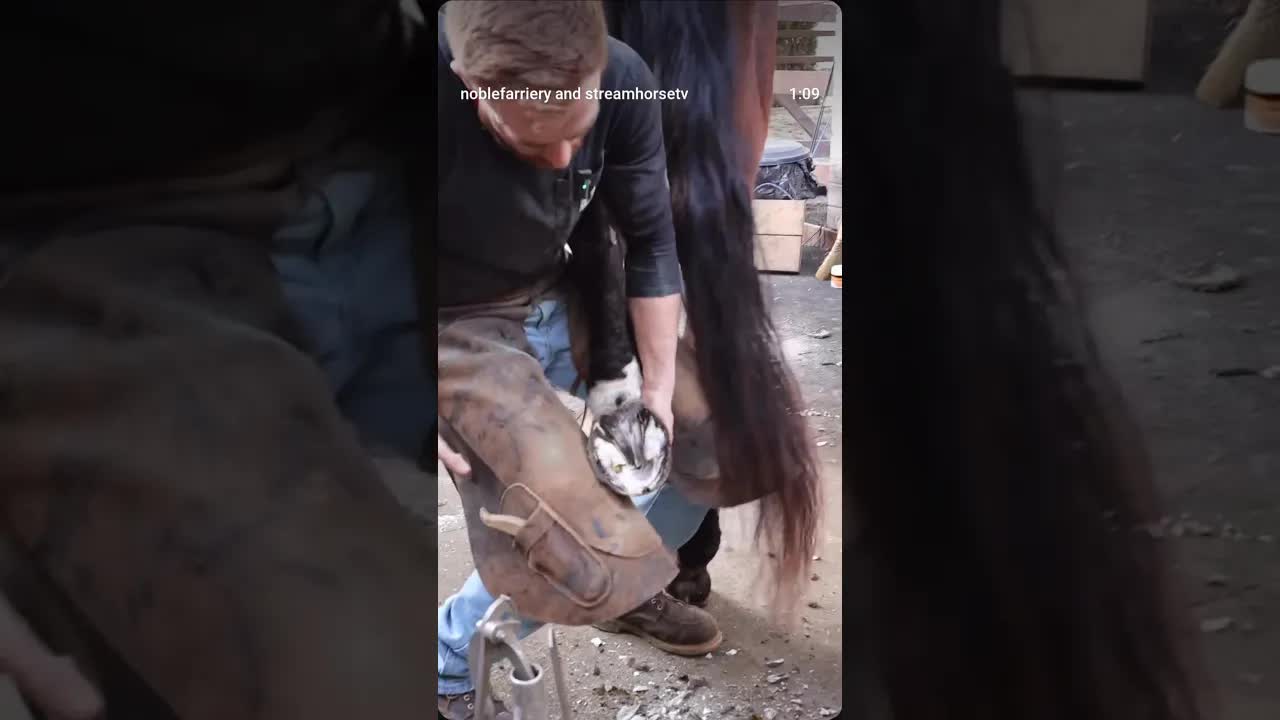 Dr. Brandon King DVM working on a hind trim, and always keeping that positive attitude!