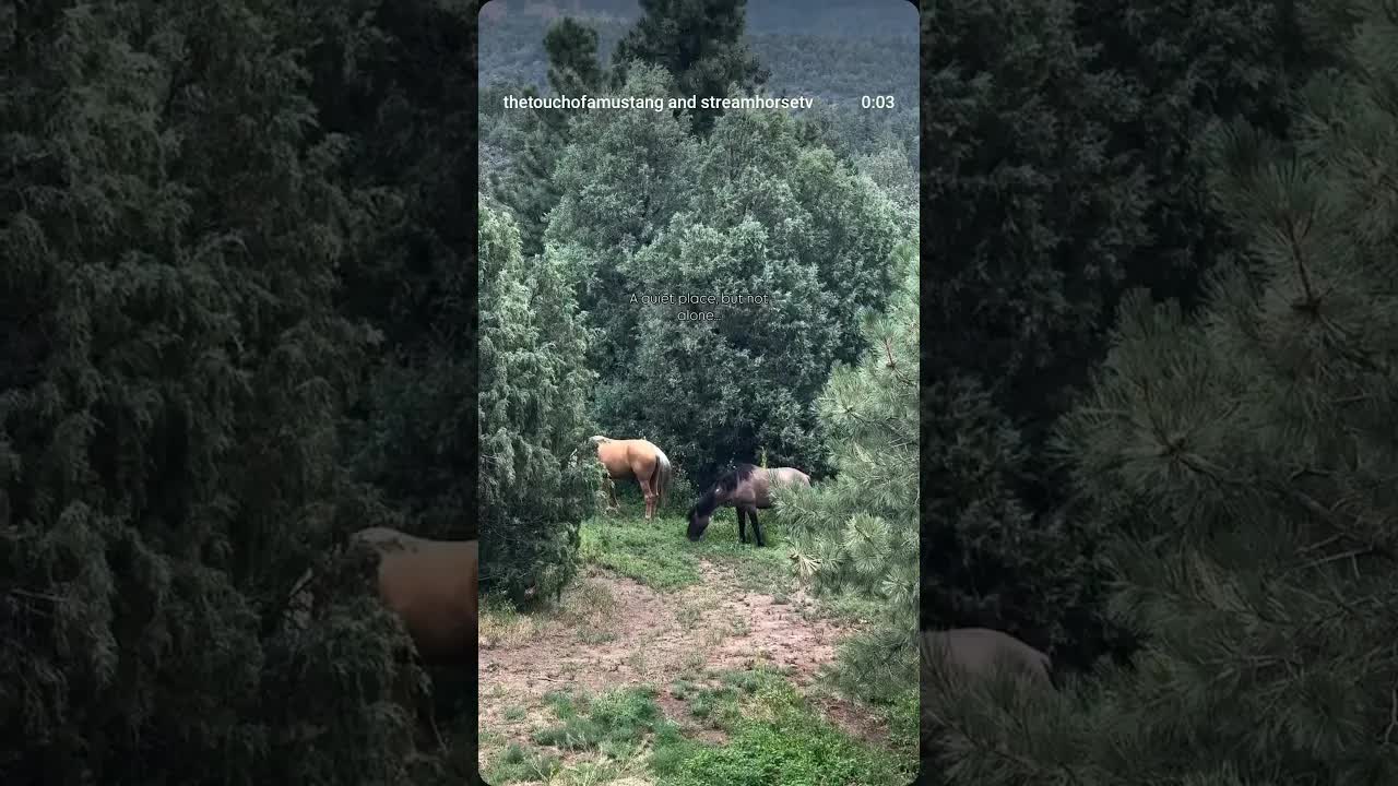 This! One reason horses bring such peace and such release 💗