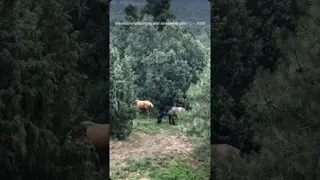 This! One reason horses bring such peace and such release 💗