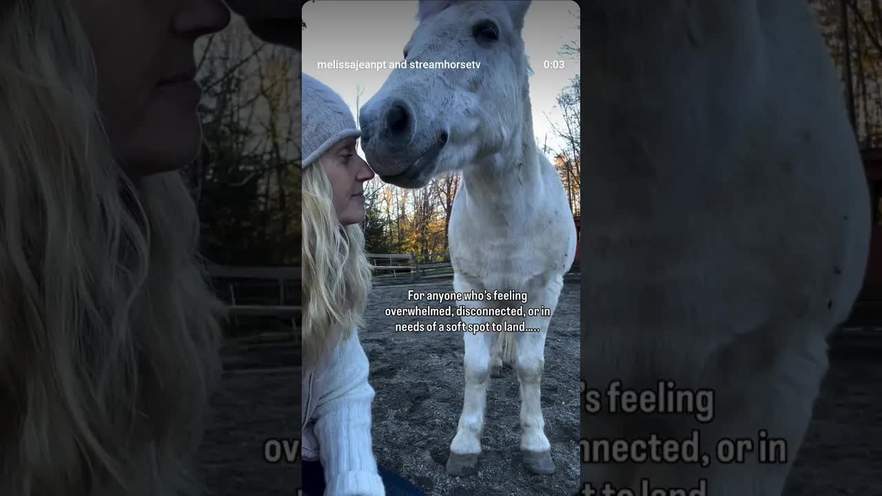 ✨Finding Peace in the Paddock is returning ✨