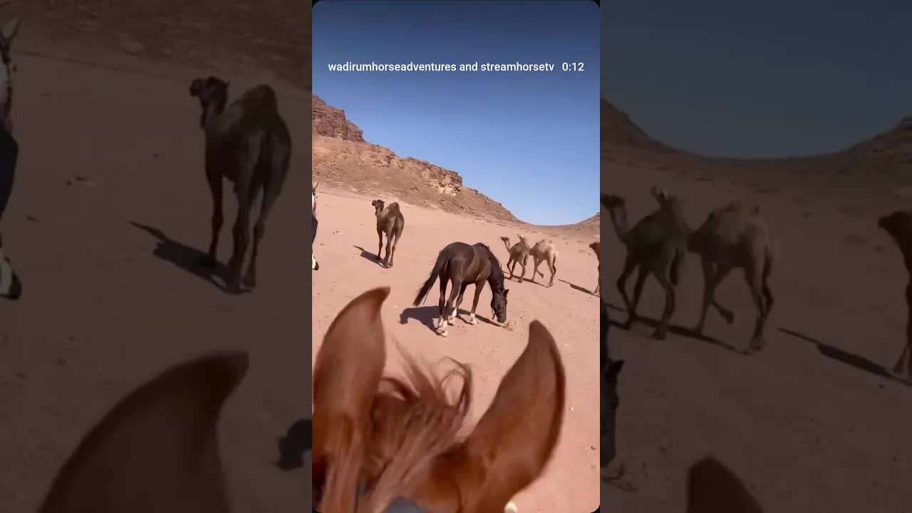 Four days in the Wadi Rum desert with Florence. 🐫🐎😍